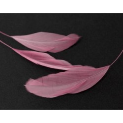 Coq striped feather 5/6cm PINK x2