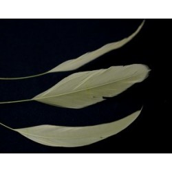 Coq striped feather 5/6cm JAUNE PAILLE x2