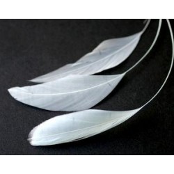 Coq striped feather 5/6cm WHITE x2