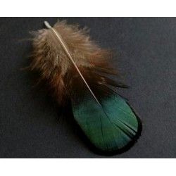 Pheasant&#039;s feather 6/8cm GREEN/BLUE x2