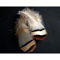 Pheasant&#039;s feather 6/8cm lines BEIGE/BROWN x2