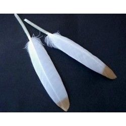 Feather 8/10cm WHITE Gold Color Tip x2
