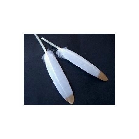 Plume 8/10 cm BLANC Pointe Doré x2  - 1